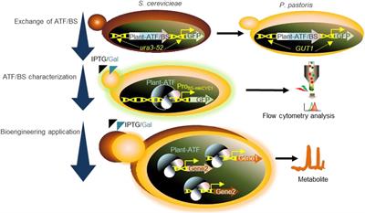 Artificial Transcription Factors for Tuneable Gene Expression in Pichia pastoris